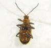 Neolochmaea dilatipennis